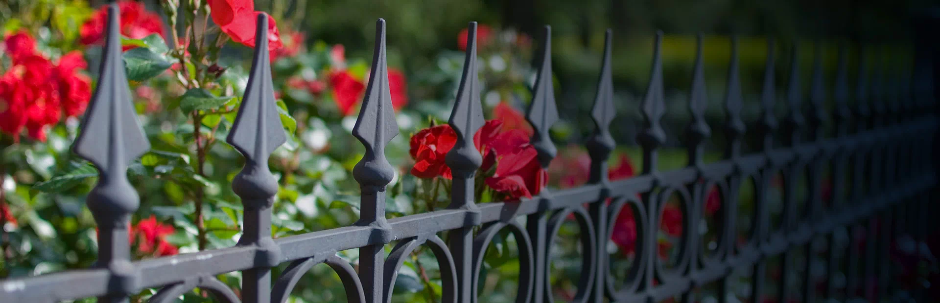 kwiaty na metalowej bramie